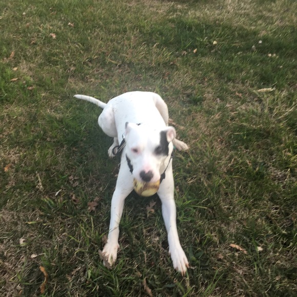 Meet your Posher, Juana - Picture 1 of 1